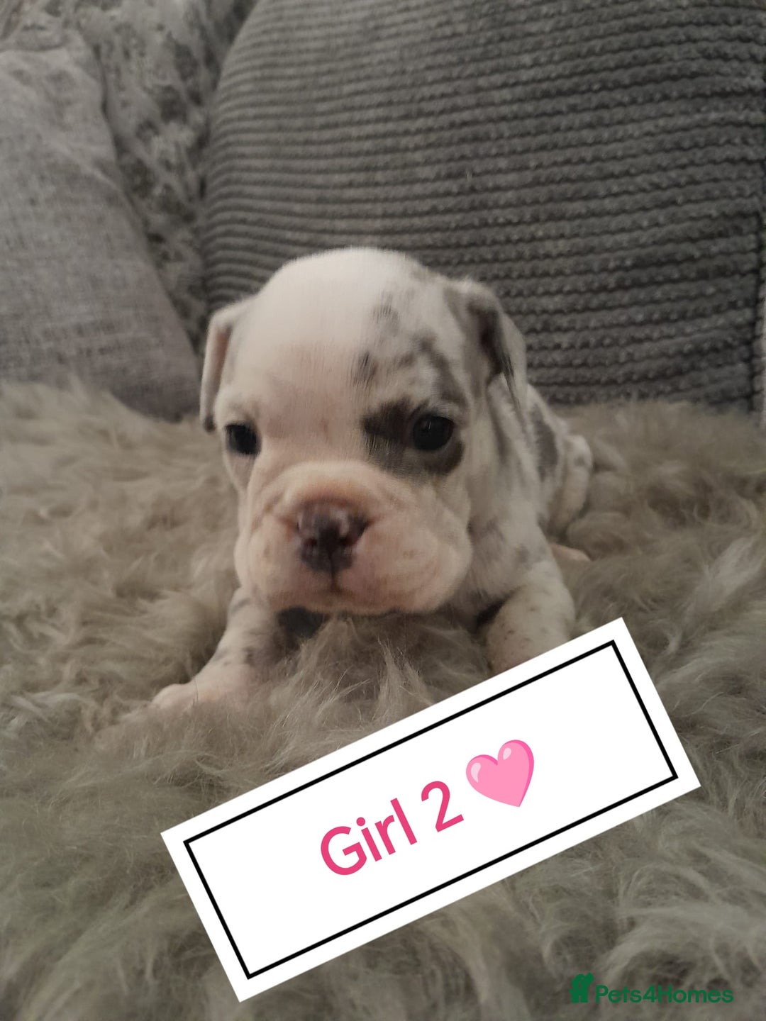Mixed Breed dogs for sale: 🐾🐶Stunning New English Bulldog Puppies🐶🐾 - Advert 4