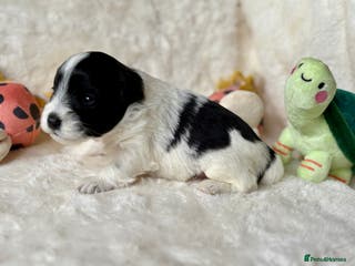 Miniature Schnauzer dogs Black & White, Chocolate Parti Mini Schnauzers - Advert 4