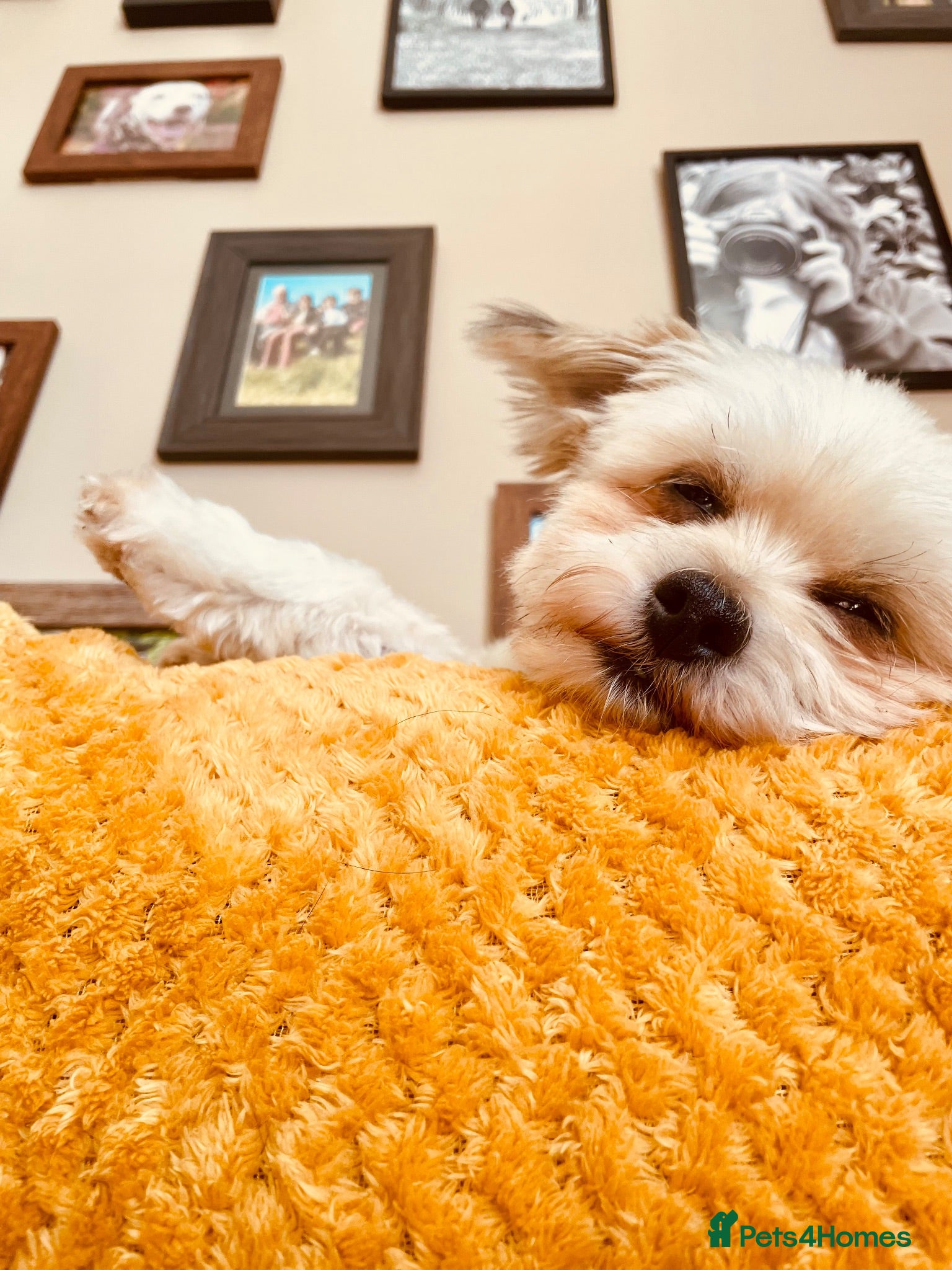 Morkie dogs Morki  - Advert 10