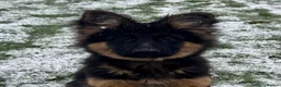 German Shepherd dogs for sale: KENNEL CLUB REG GIRL AVAILABLE  - Advert 10