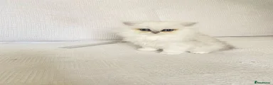 Persian Kitten 2