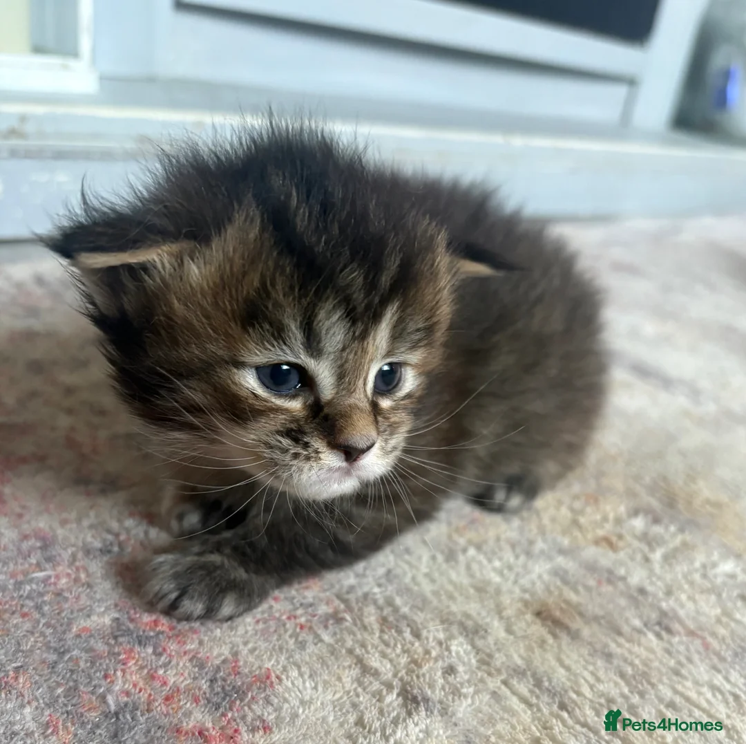 Maine Coon cats for sale: Pure mainecoon kittens  - Advert 1