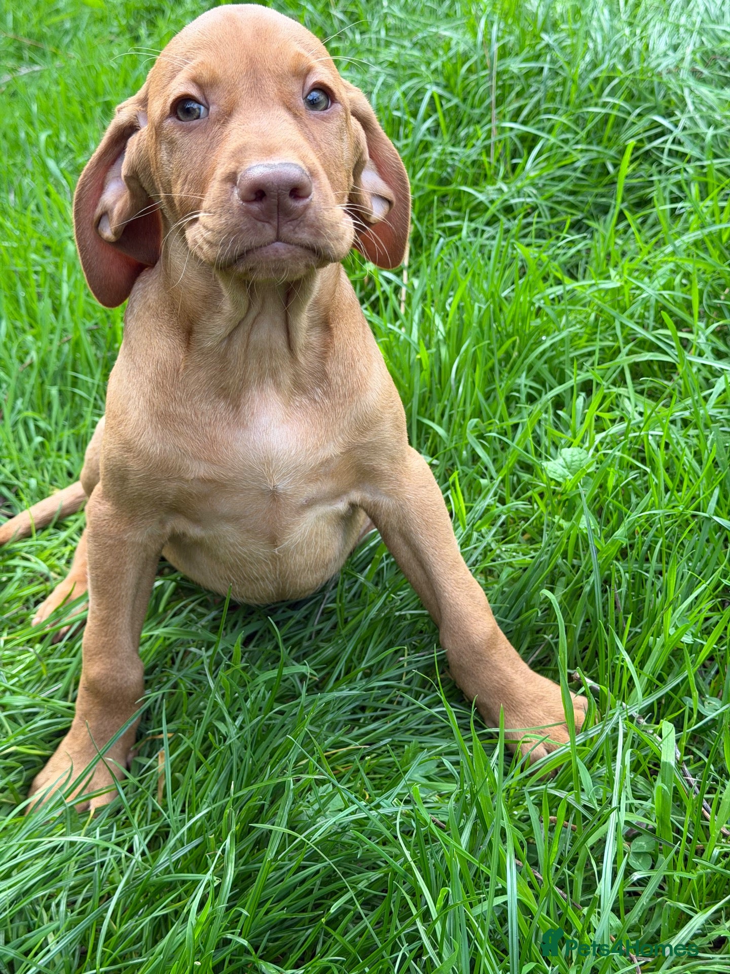 Hungarian Vizsla dogs TRUE HUNGARIAN VIZSLA PUPPIES  - Advert 1