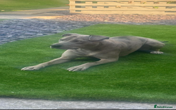 Mixed Breed dogs for sale: Staff x cane corso merle and grey pups for sale  - Image 1