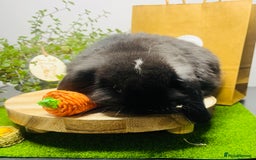 Mini Lop rabbits for sale: Beautiful pure bred Mini Lops  - Image 15