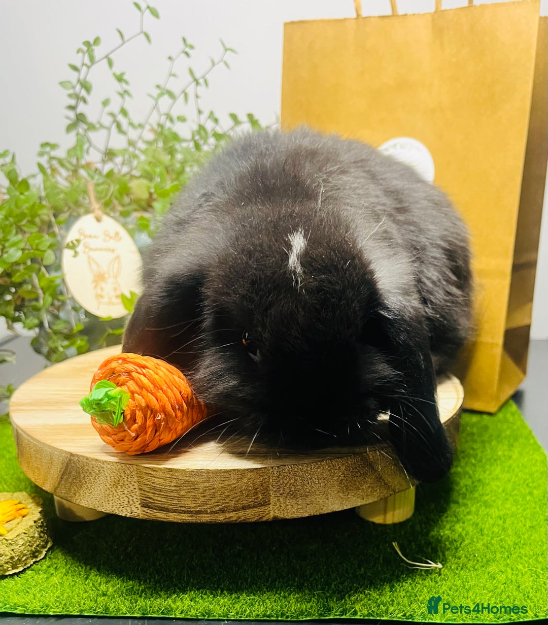 Mini Lop rabbits for sale: Beautiful pure bred Mini Lops  - Image 15