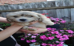 Zuchon dogs for sale: Zuchon Puppies for sale 6 Male and 2 Female  - Image 15