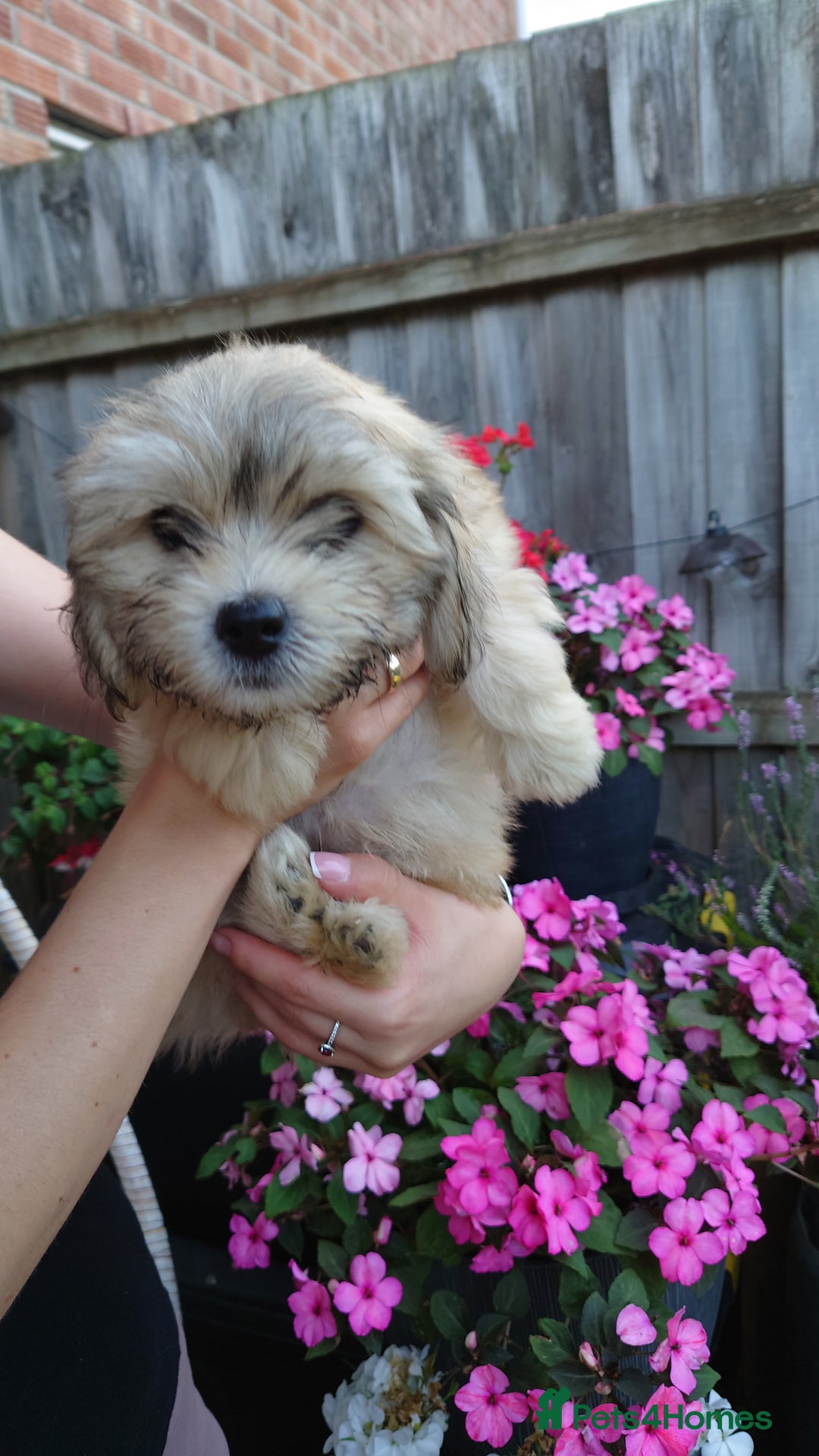Zuchon dogs for sale: Zuchon Puppies for sale 6 Male and 2 Female  - Image 15