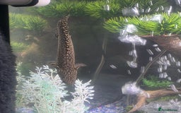 Plecos fish for sale: 4ft tank and fish  - Image 6