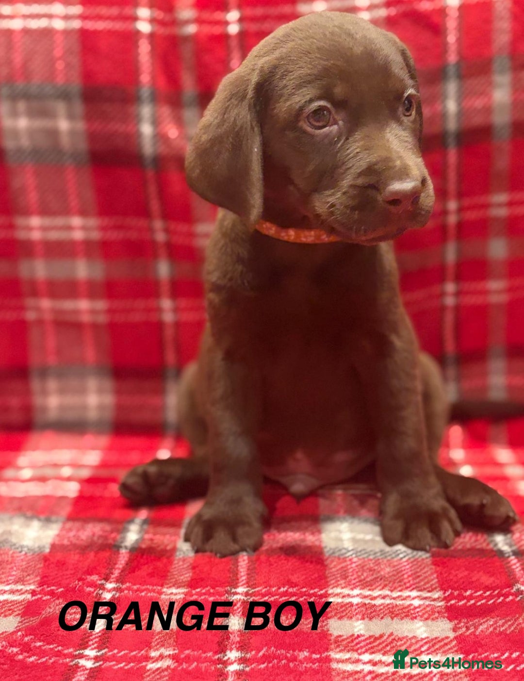 Labrador Retriever dogs for sale: Beautiful KC Chocolate Labrador Retriever puppies - Advert 15