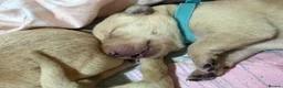 Labrador Retriever dogs for sale: Labrador puppies for sale  - Advert 16