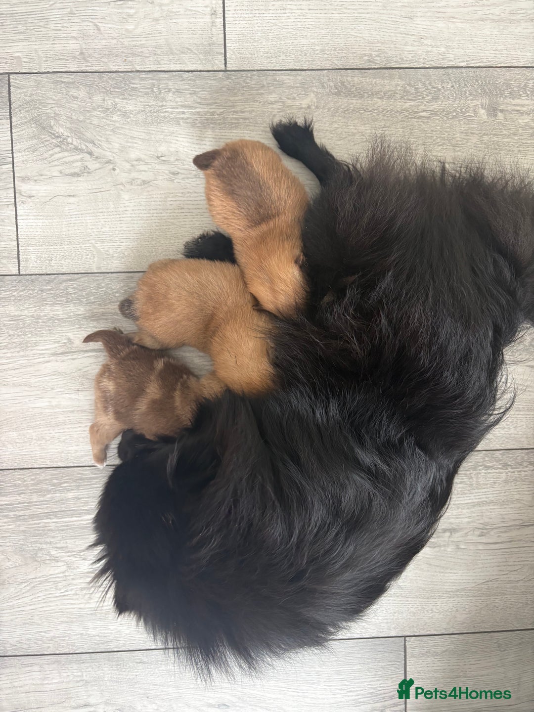 Pomeranian dogs for sale: Pomeranian puppies - Advert 1