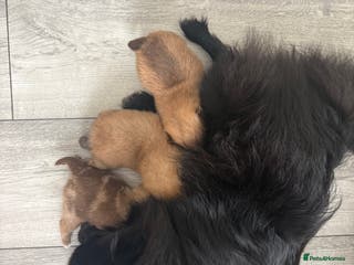 Pomeranian dogs Pomeranian puppies - Advert 4