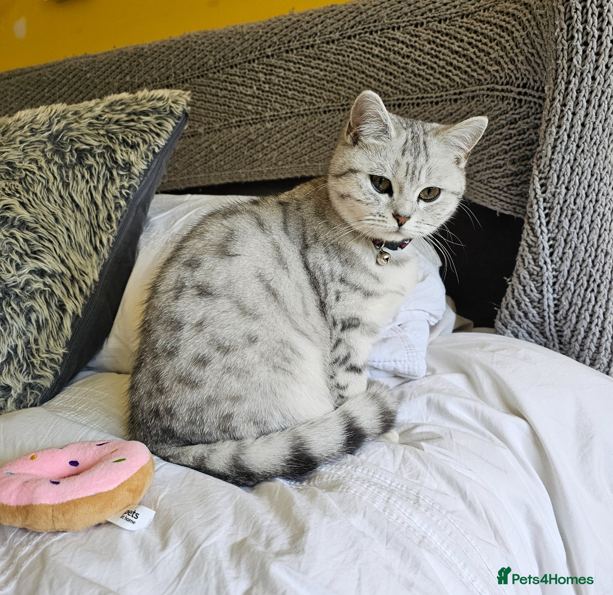 British Shorthair cats Stunning (Inside & Out) Silver British Shorthair - Advert 1