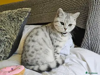 British Shorthair cats Stunning (Inside & Out) Silver British Shorthair - Advert 1