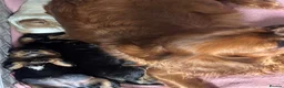 Cavalier King Charles Spaniel dogs for sale: 5 Gorgeous DNA health tested cavalier puppies  - Advert 21
