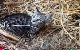 Bengal cats for sale: Beautiful farm reared bengals  - Image 9