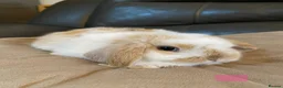 Mini Lop rabbits for sale: Mini lop litter ready soon. - Advert 4