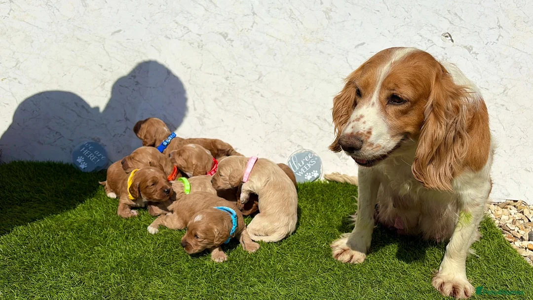 Cockapoo dogs for sale: 🐾🐶Beautiful F1 Cockapoo Puppies 🐶🐾 - Advert 1