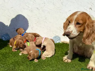 Cockapoo dogs 🐾🐶Beautiful F1 Cockapoo Puppies 🐶🐾 - Advert 1