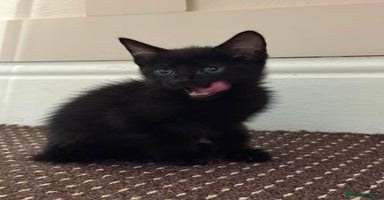 Mixed Breed cats - Advert 8