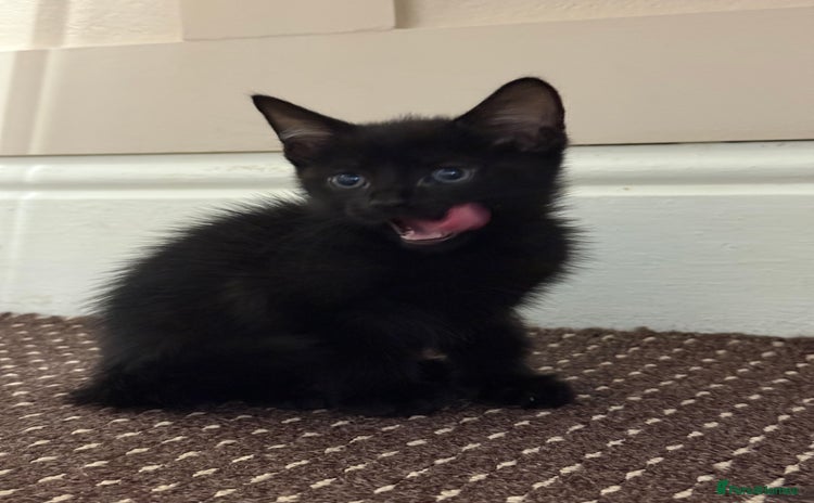 Mixed Breed cats - Advert 5