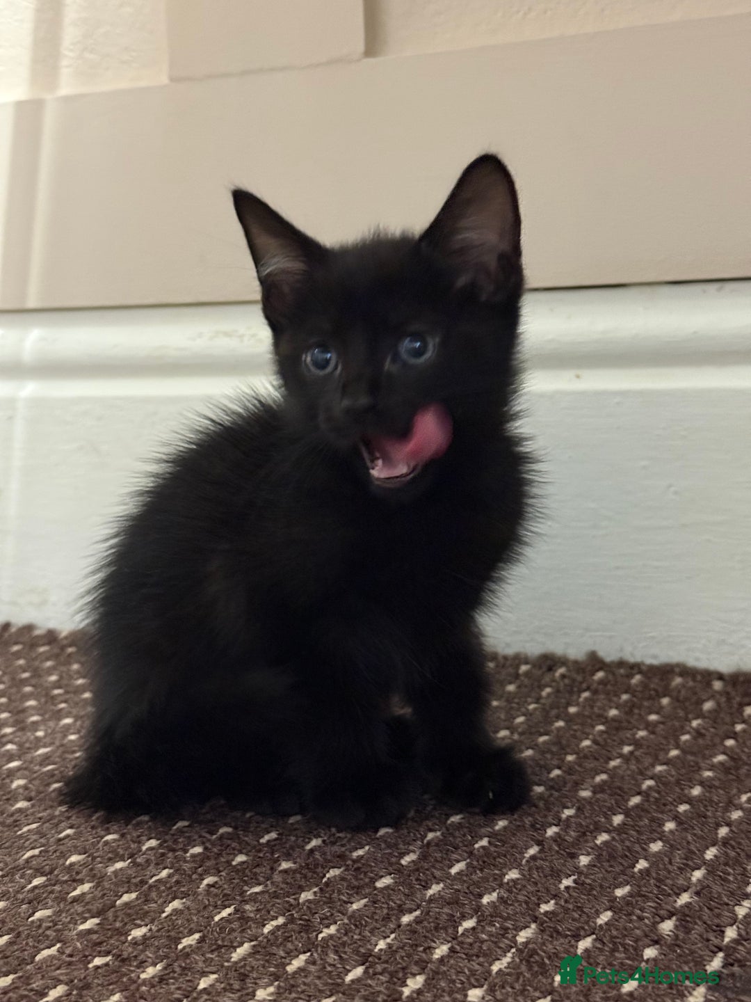 Mixed Breed cats for sale: 3 Black Male and 3 Black Female  - Image 3