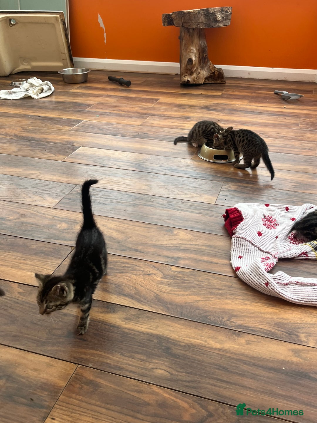 Bengal cats for sale: Bengal babies  - Image 14