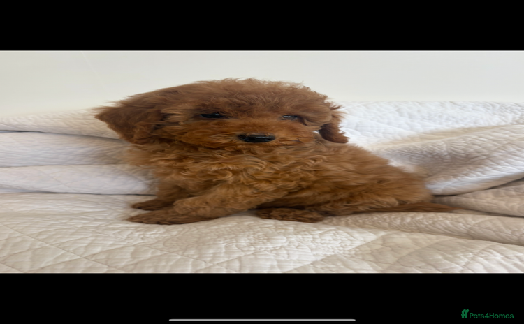 Labradoodle dogs - Advert 1