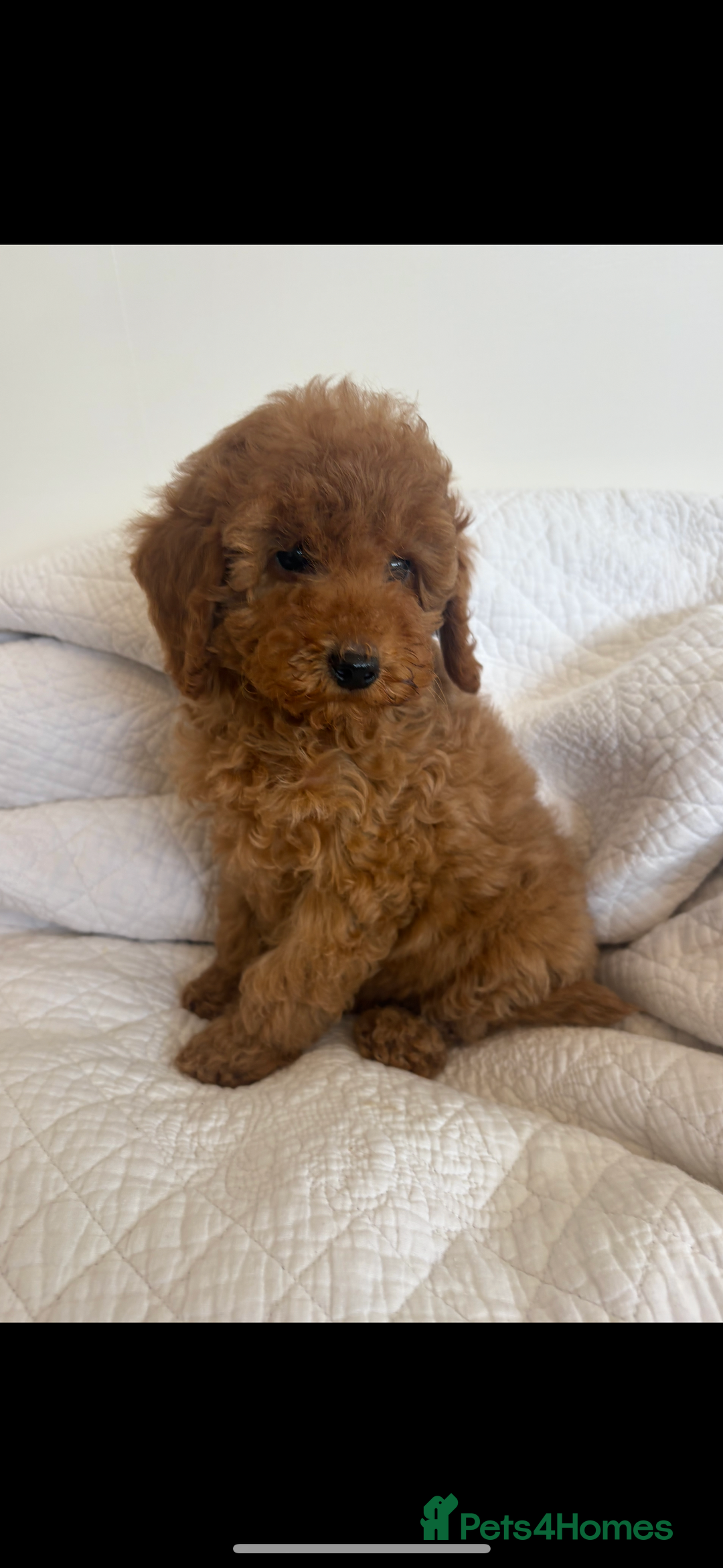 Labradoodle dogs for sale: LICENSED BREEDER extra mini tested labradoodles - Image 1