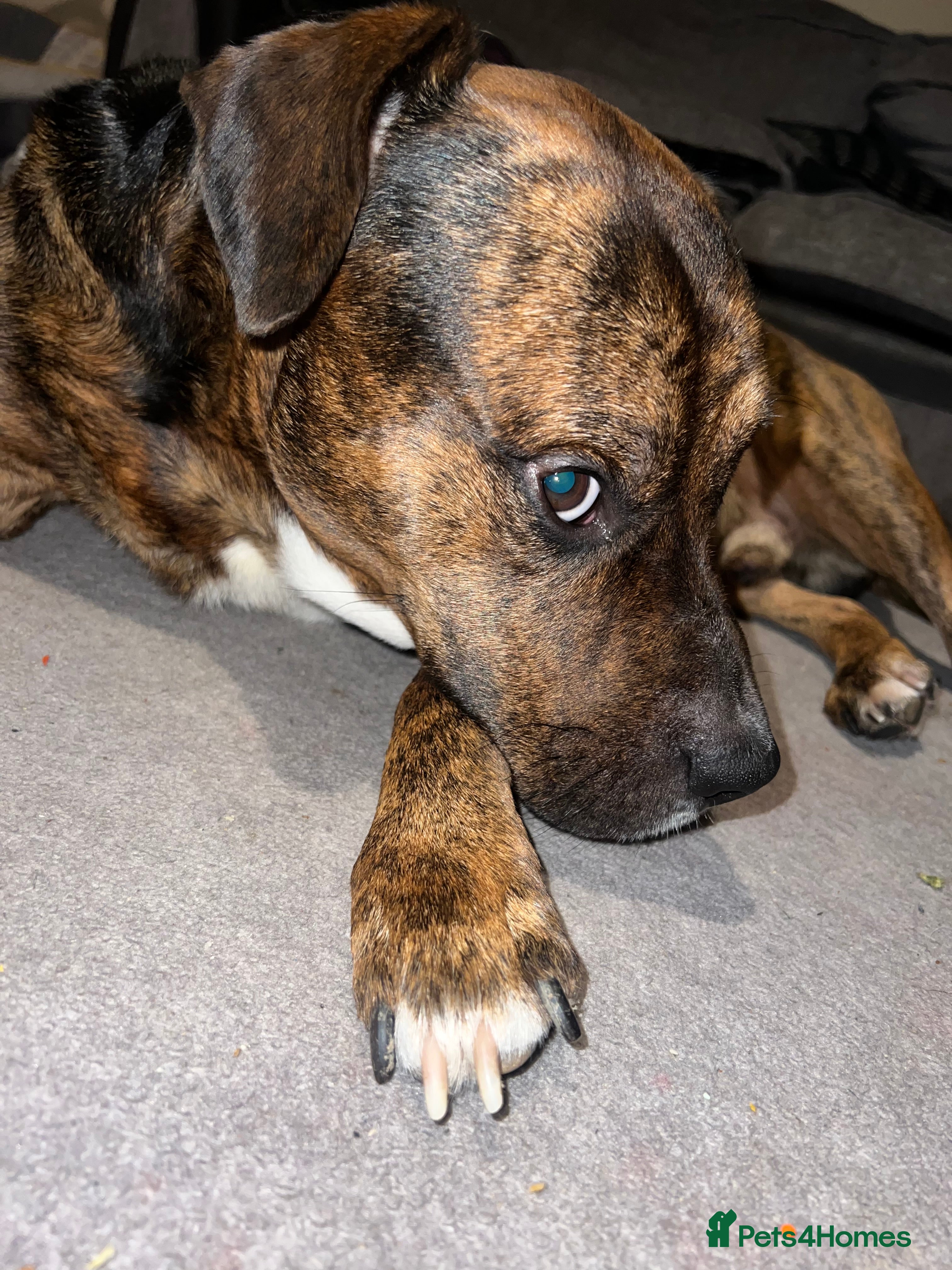 Staffordshire Bull Terrier dogs Can you keep the pace with ACE - Advert 14