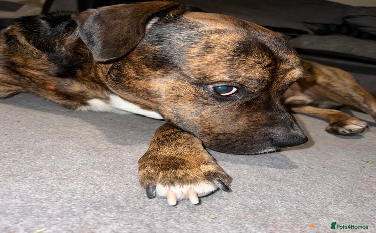 Staffordshire Bull Terrier dogs Can you keep the pace with ACE - Advert 1