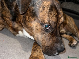 Staffordshire Bull Terrier dogs Can you keep the pace with ACE - Advert 5