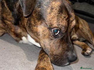 Staffordshire Bull Terrier dogs Can you keep the pace with ACE - Advert 15