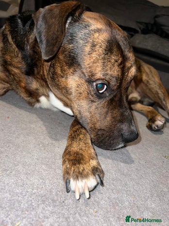 Staffordshire Bull Terrier dogs Can you keep the pace with ACE - Advert 1