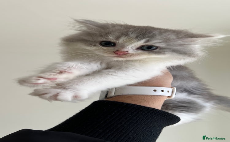 Domestic Shorthair cats - Advert 2