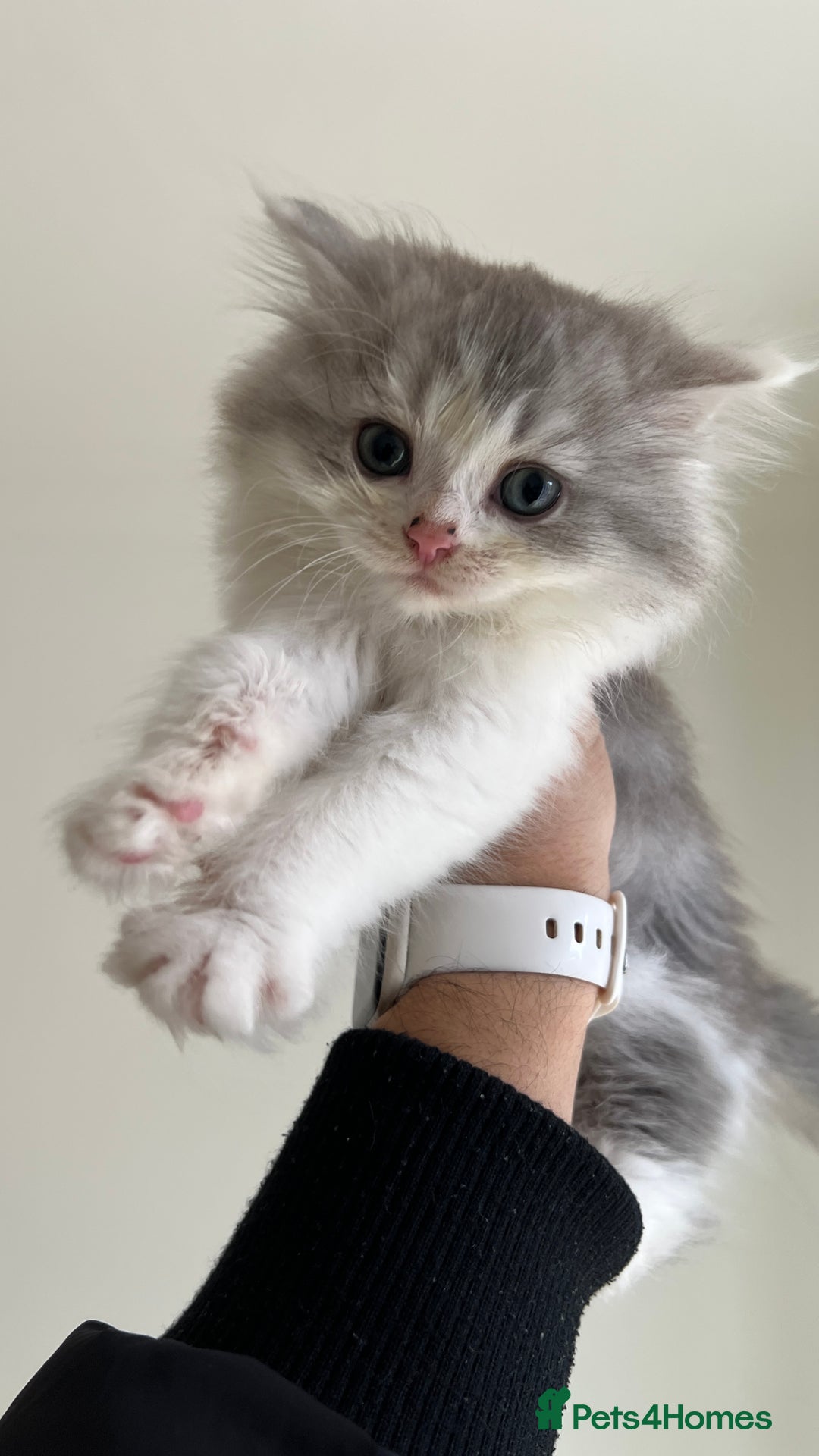 Domestic Shorthair cats for sale: Adorable Scottish Fold x Domestic Hair kittens - Image 1