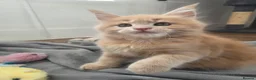 Maine Coon cats for sale: Beautiful little of Maine Coon kittens  - Advert 9