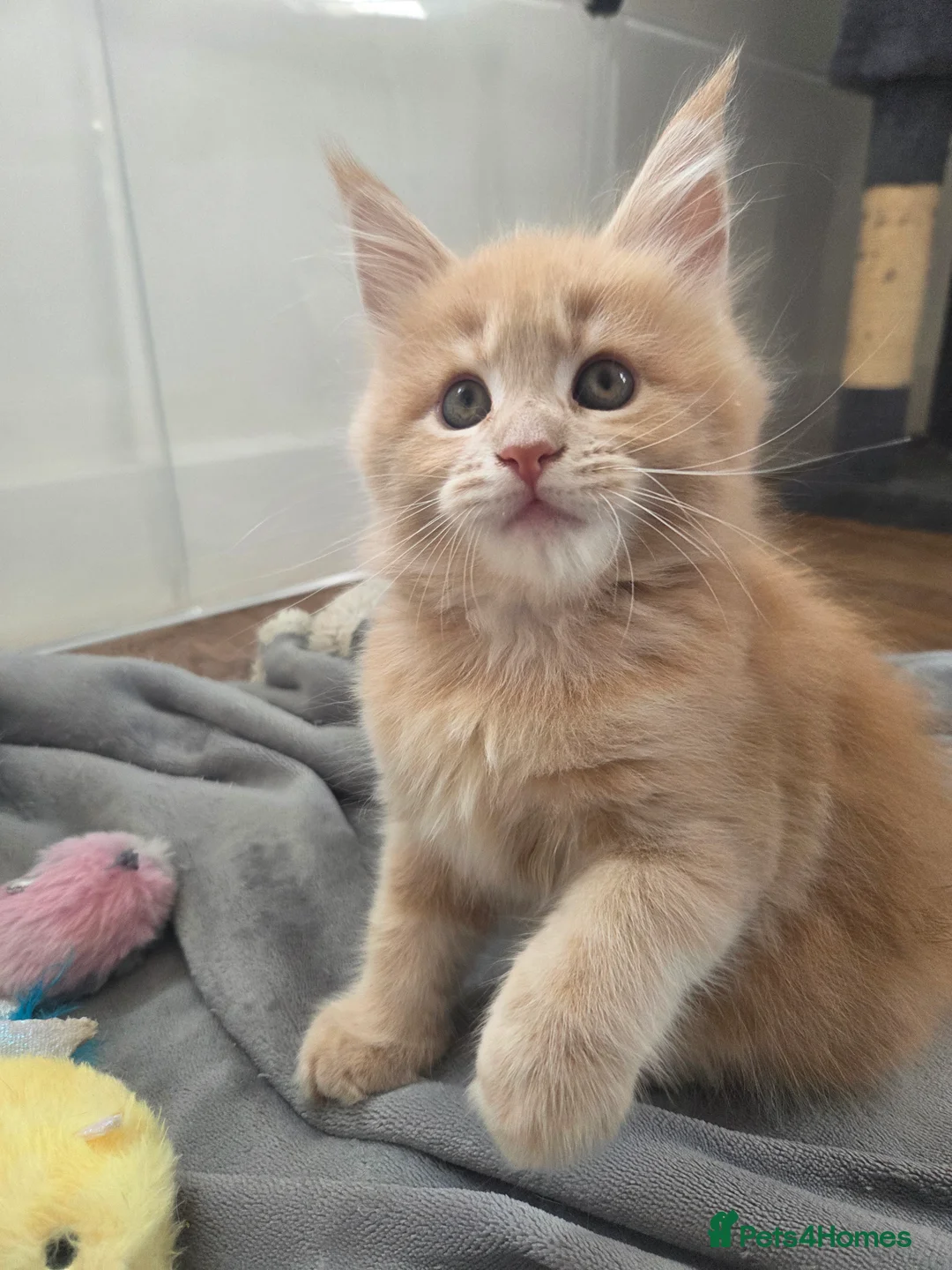 Maine Coon cats for sale: Beautiful little of Maine Coon kittens  - Advert 9