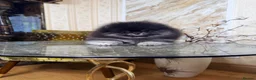 Pomeranian dogs for sale: BLACK & TAN GIRL and BOY - Advert 19