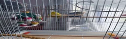 Budgerigars birds for sale: Selling 2 Male Budgies + Cage & Accessories 🐦 in Greenford - Advert 3