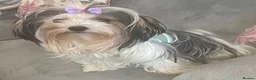 Biewer Terrier dogs for sale: Biewer Terrier Puppies in Halesowen - Advert 1