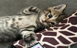 Mixed Breed cats for sale: Social loving ragdoll cross fluffy black blue eyes - Image 11