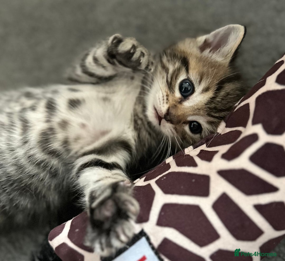 Mixed Breed cats for sale: Social loving ragdoll cross fluffy black blue eyes - Image 11