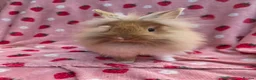 Lionhead rabbits for sale: Very very tame lion head  boy 11 weeks - Advert 2