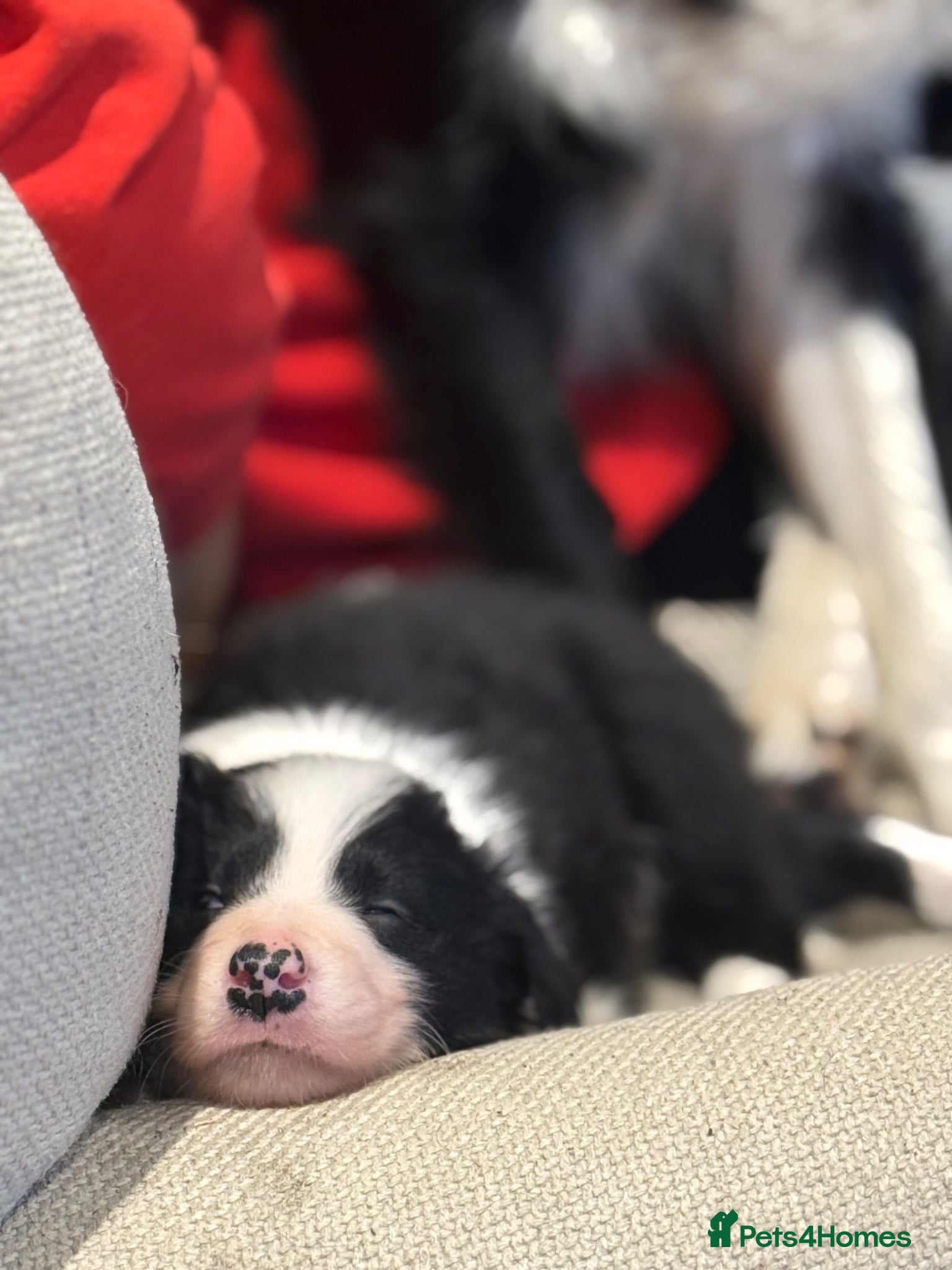 Border Collie dogs for sale: Border Collie Puppies Ready Now in Carnforth - Advert 5