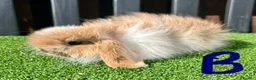 Mini Lop rabbits for sale: 💙🩷 Stunning Mini Lop Babies 🩷💙 - Advert 16