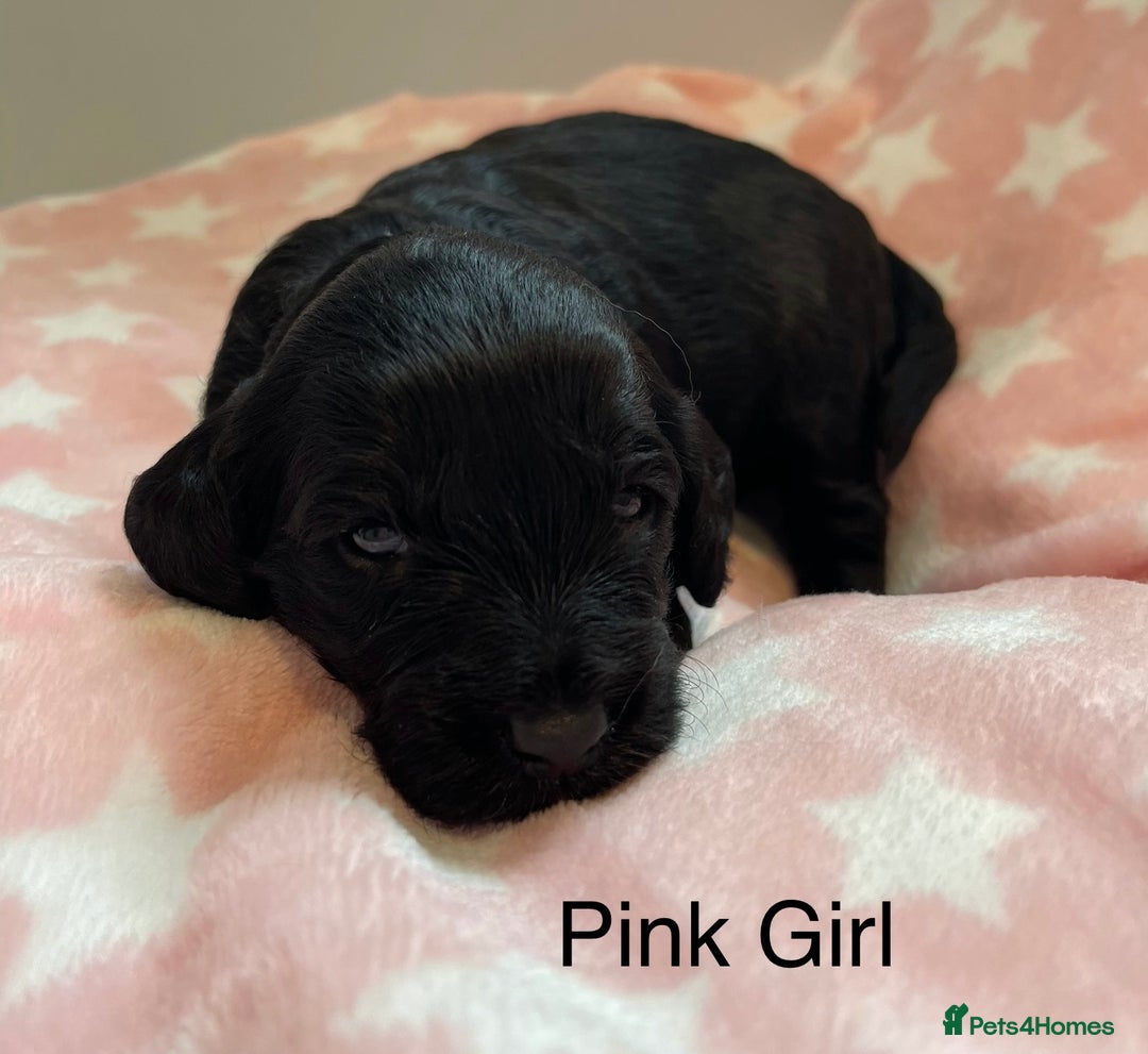 Cockapoo dogs for sale: Stunning F2 Cockapoo puppies fully DNA tested  - Image 7