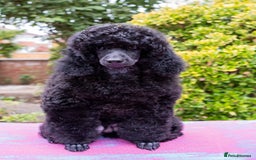 Miniature Poodle dogs for sale: Signature Miniature Poodle Puppies - Advert 14