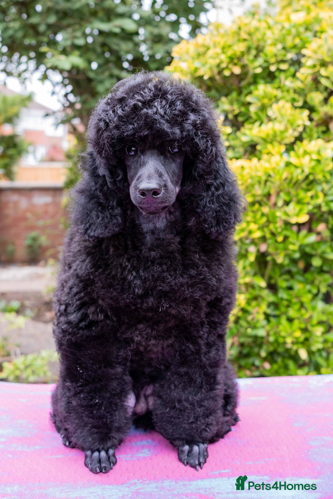 Miniature Poodle dogs for sale: Signature Miniature Poodle Puppies - Advert 14